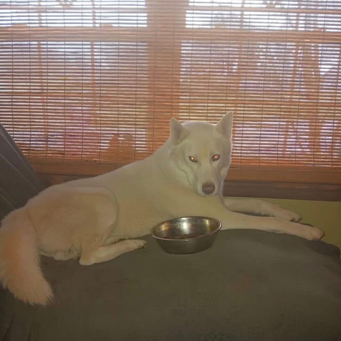 Kai — Gerberian Shepsky father, father of the litter