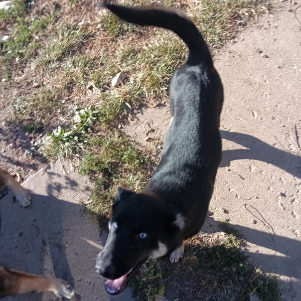 Tinker Bell — Gerberian Shepsky puppy