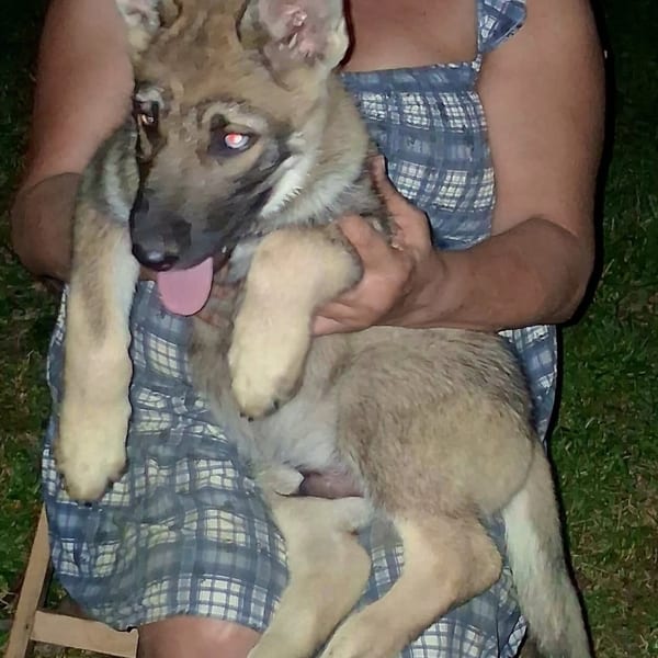 Static Joe — Gerberian Shepsky puppy