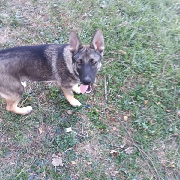 Little Bit — Gerberian Shepsky puppy