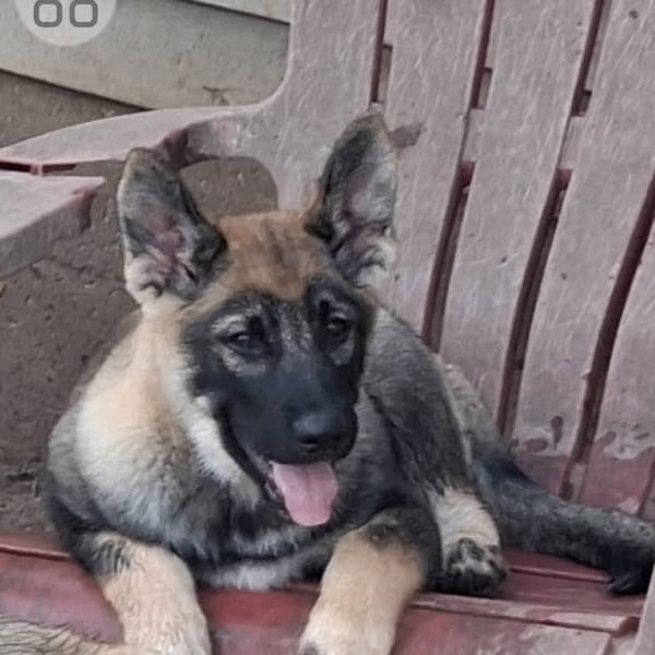 Oppy — Gerberian Shepsky puppy