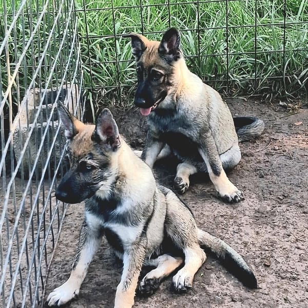Bear — Gerberian Shepsky puppy