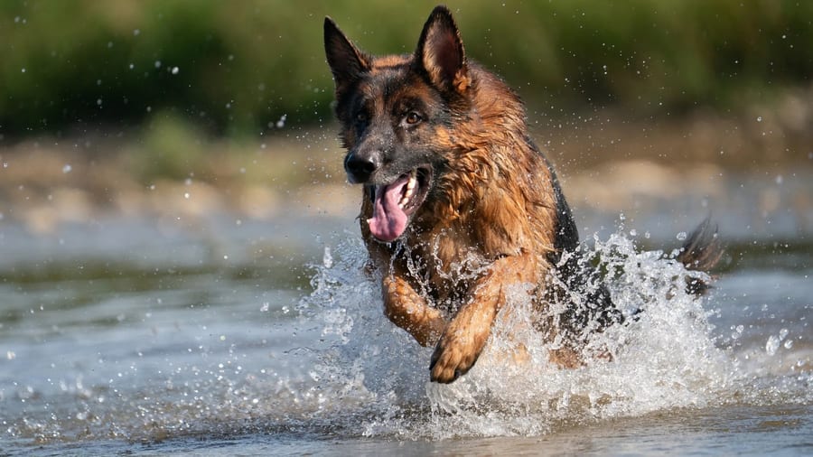 German Shepherd dog — intelligent and trainable