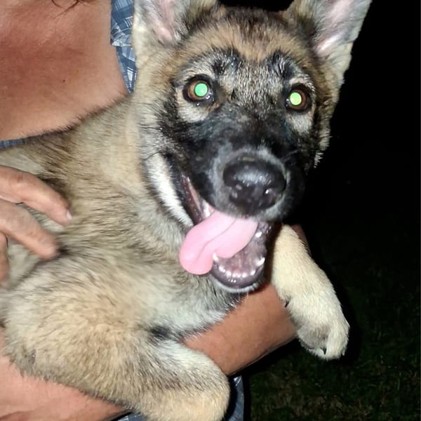 Little Bit — Gerberian Shepsky puppy