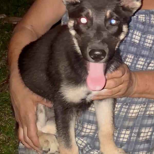Static Joe — Gerberian Shepsky puppy